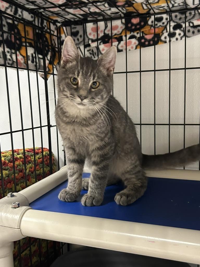 Jack and Rose, a ADOPTABLE Domestic Short Hair in Cape May, NJ image 3/3