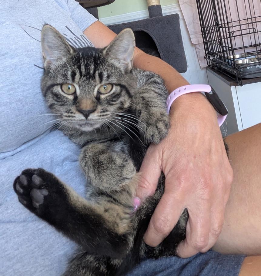 Jack and Rose, a ADOPTABLE Domestic Short Hair in Cape May, NJ image 2/3
