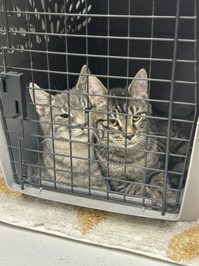 Jack and Rose, a ADOPTABLE Domestic Short Hair in Cape May, NJ image 1/3