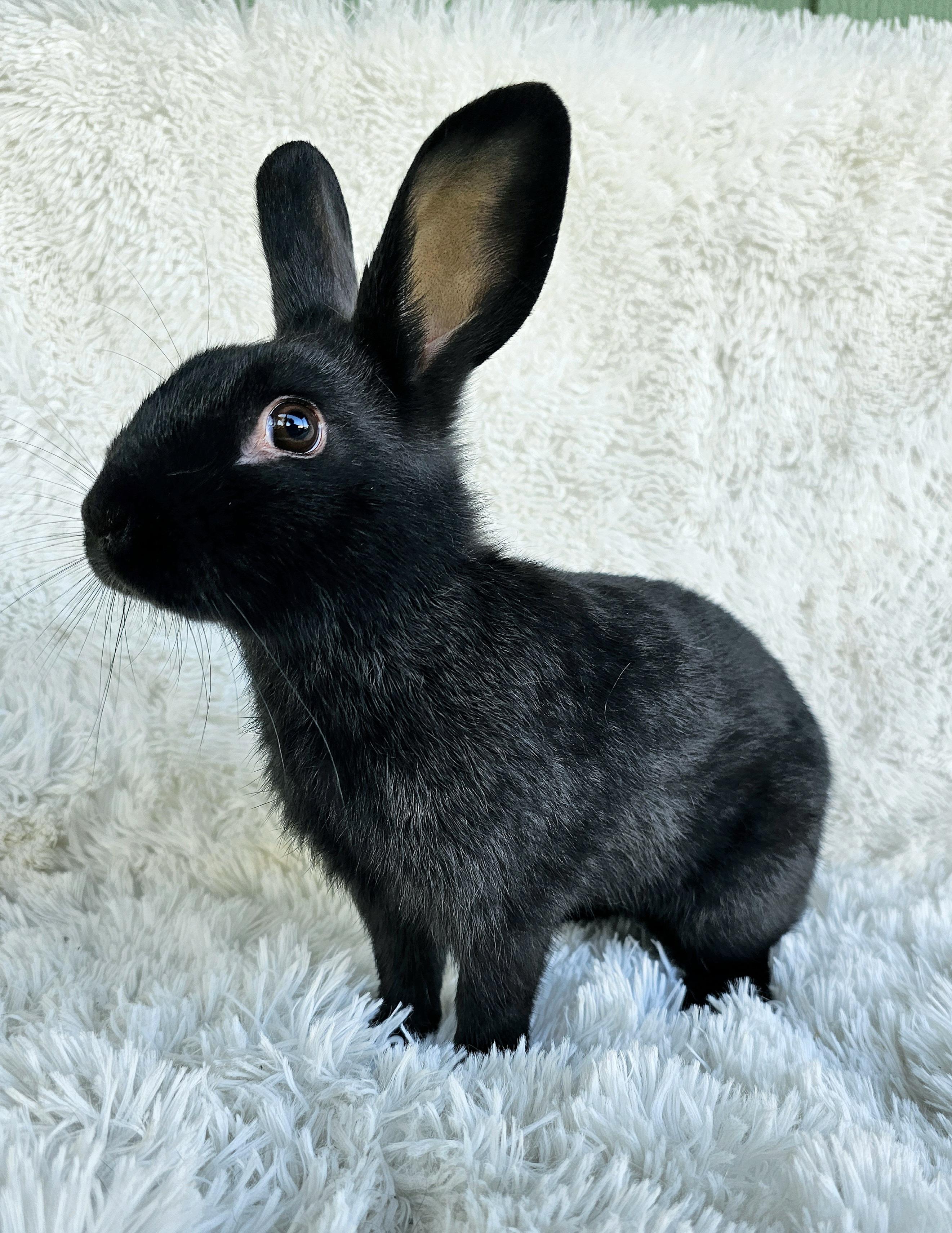 Enlarge Raven, a Adoptable mixed breed in Harrisburg, OR image 1/1