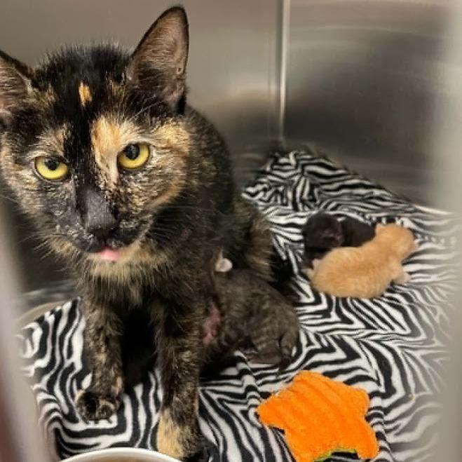 Omelette *adoption pending* in Stevensville, MD, Adoptable, Young Female Domestic Short Hair.