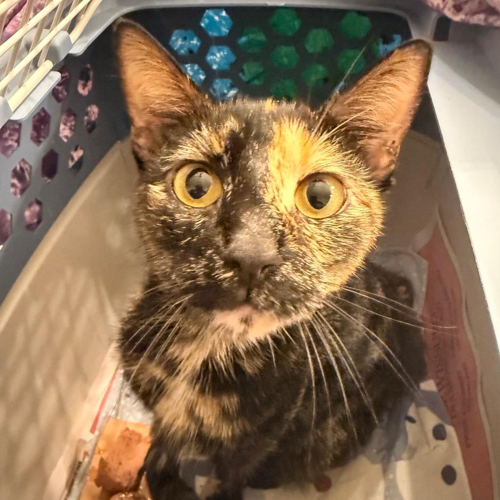Enlarge Omelette *adoption pending* in Stevensville, MD, a Adoptable Domestic Short Hair in Chestertown, MD image 2/2