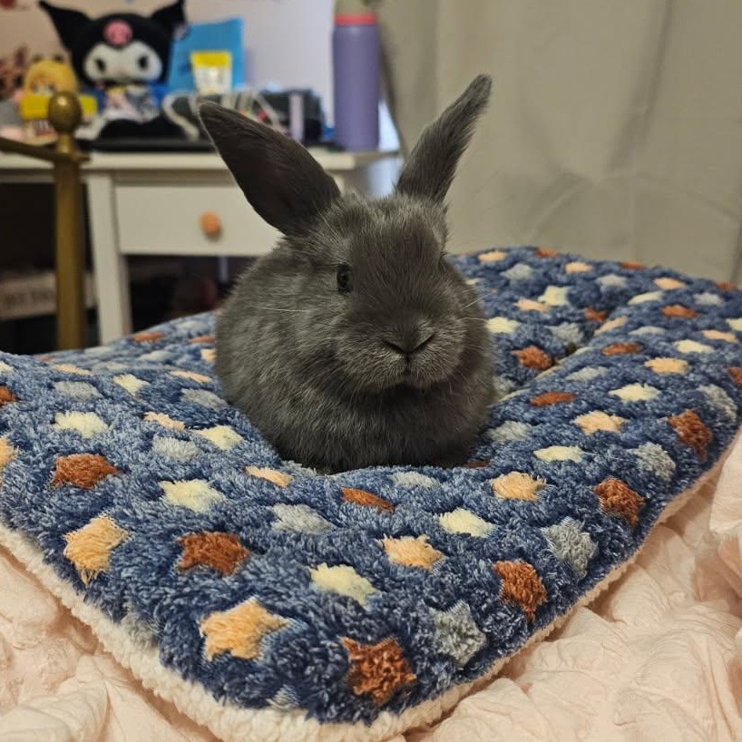 FIGGY, adopted, Baby Female Bunny Rabbit.