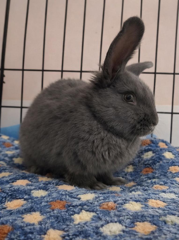 Enlarge FIGGY, an adopted Bunny Rabbit in Forest Hills, NY image 3/4