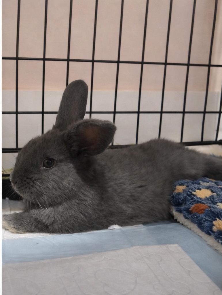 Enlarge FIGGY, an adopted Bunny Rabbit in Forest Hills, NY image 4/4