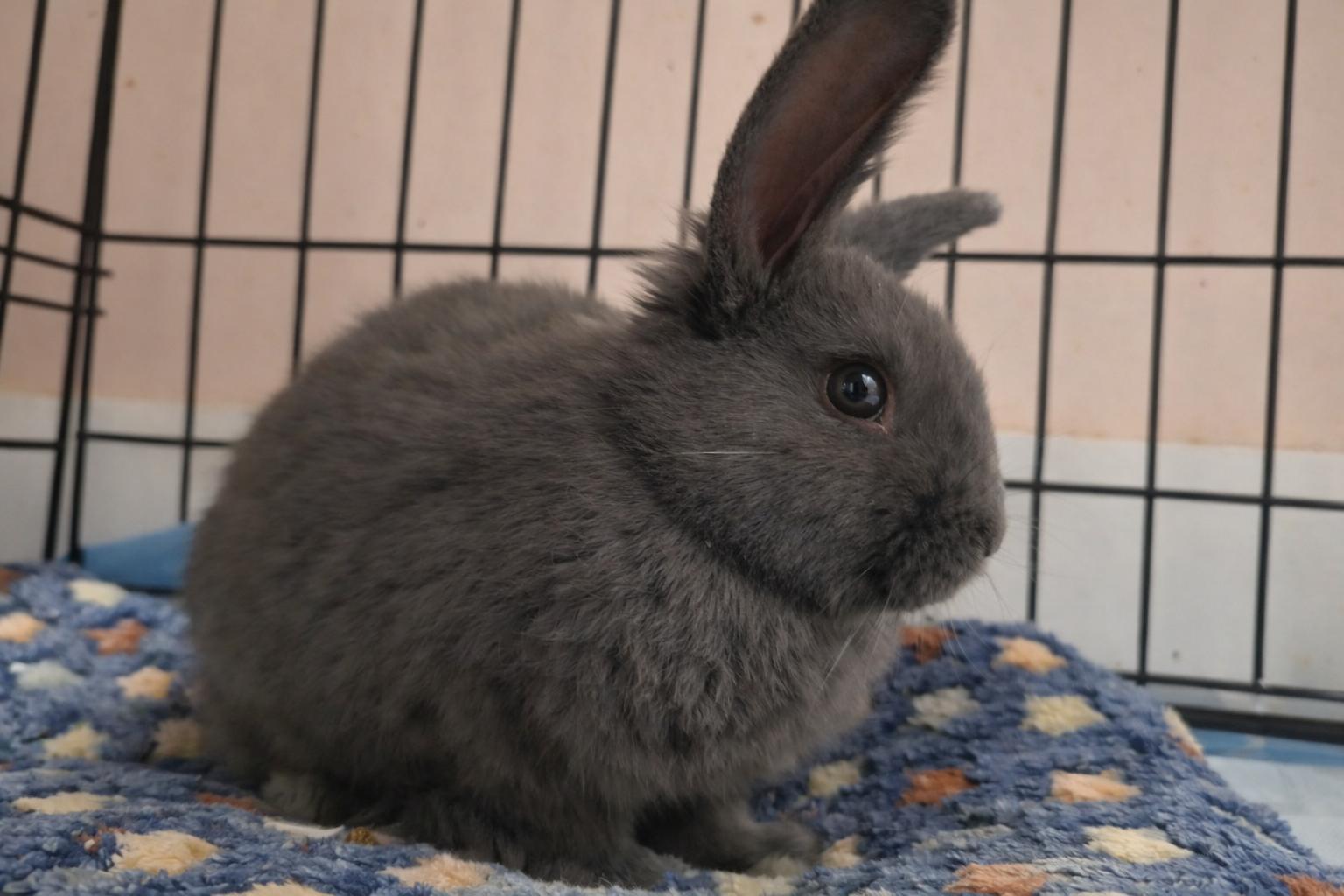 Enlarge FIGGY, an adopted Bunny Rabbit in Forest Hills, NY image 2/4