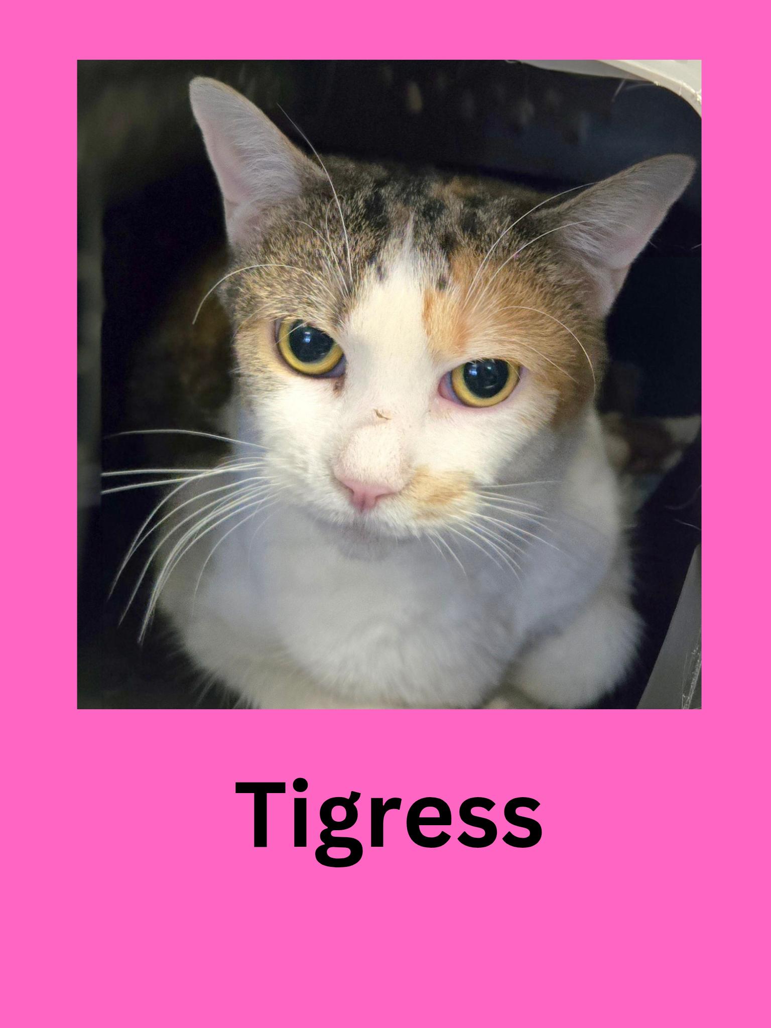 Tigress, ADOPTABLE, Adult Female Domestic Short Hair.