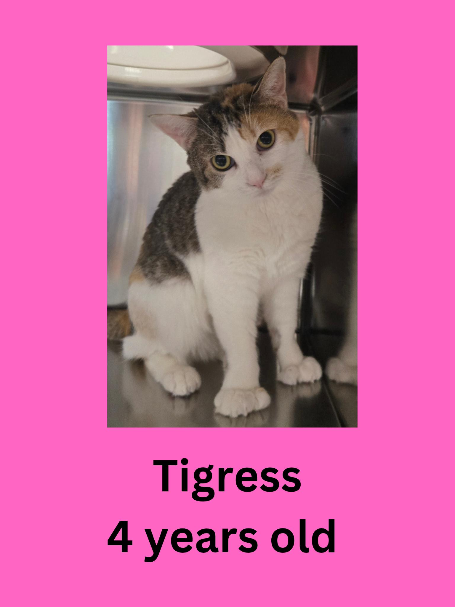 Enlarge Tigress, a ADOPTABLE Domestic Short Hair in Ravenna, OH image 1/1