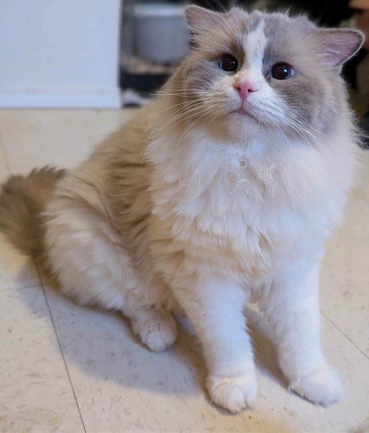 Timone, a Adoptable Ragdoll in Winnipeg, MB image 1/2