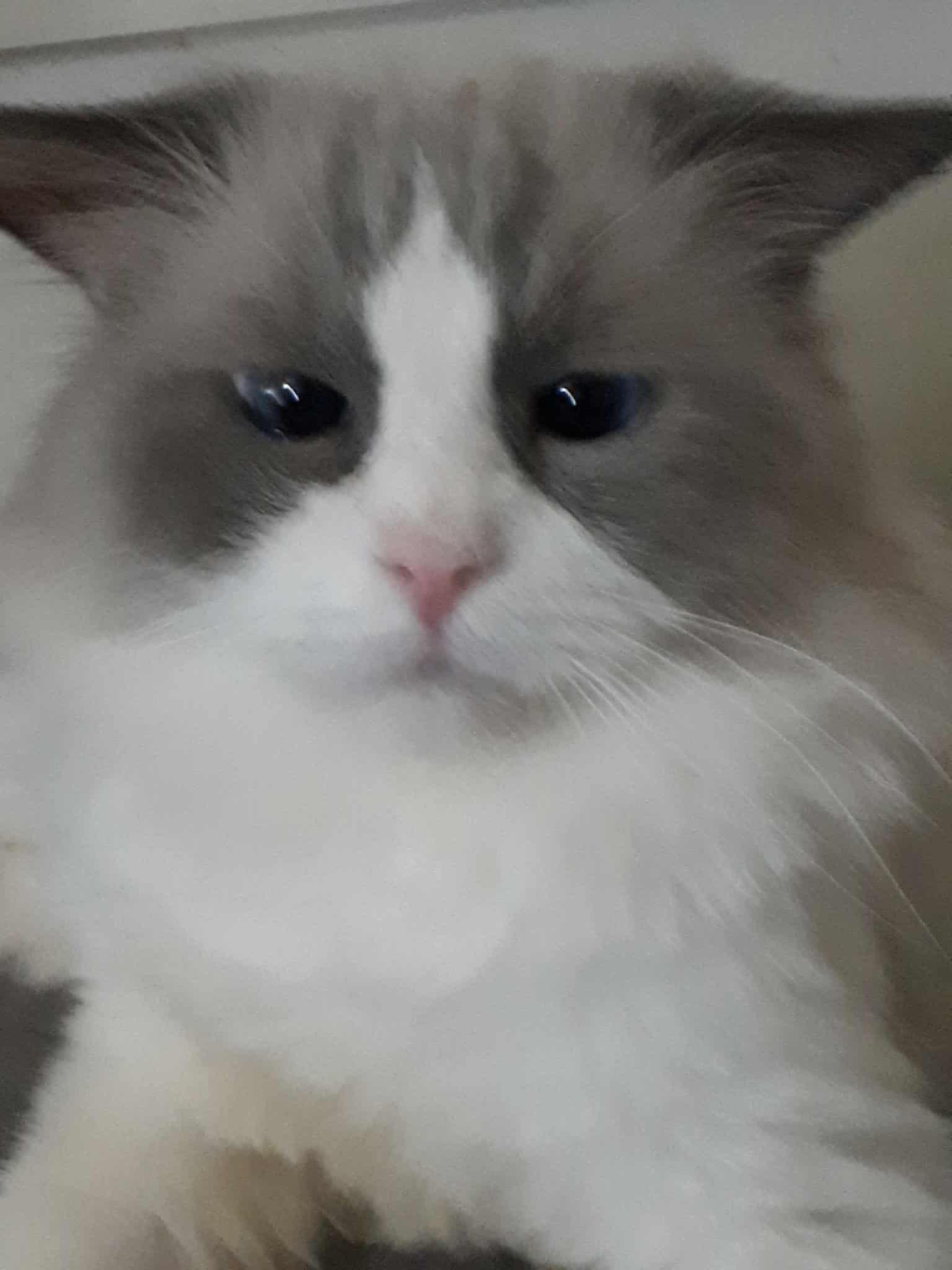 Timone, an adoptable Ragdoll in Winnipeg, MB, R2W 2B3 | Photo Image 1