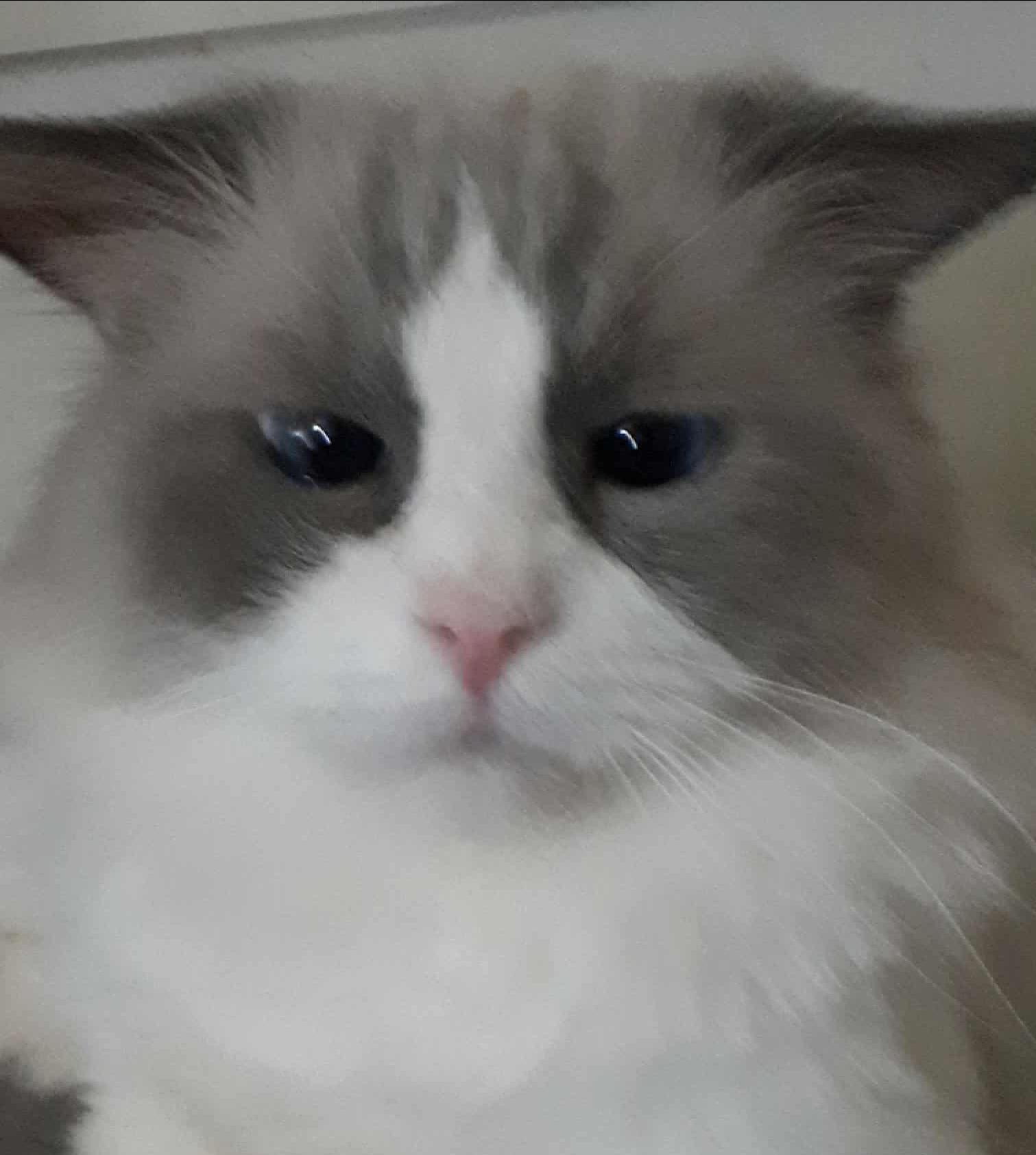 Timone, an adoptable Ragdoll in Winnipeg, MB, R2W 2B3 | Photo Image 2