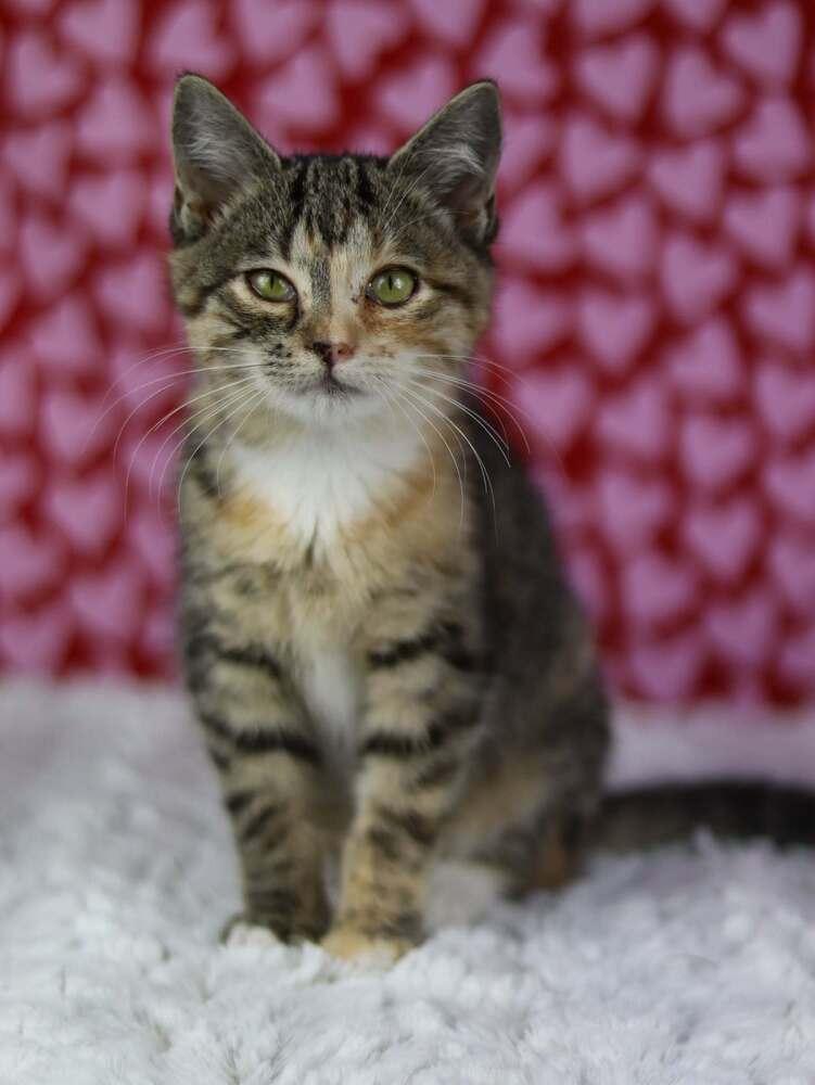 Blondie, Adoptable, Kitten Female Domestic Medium Hair.