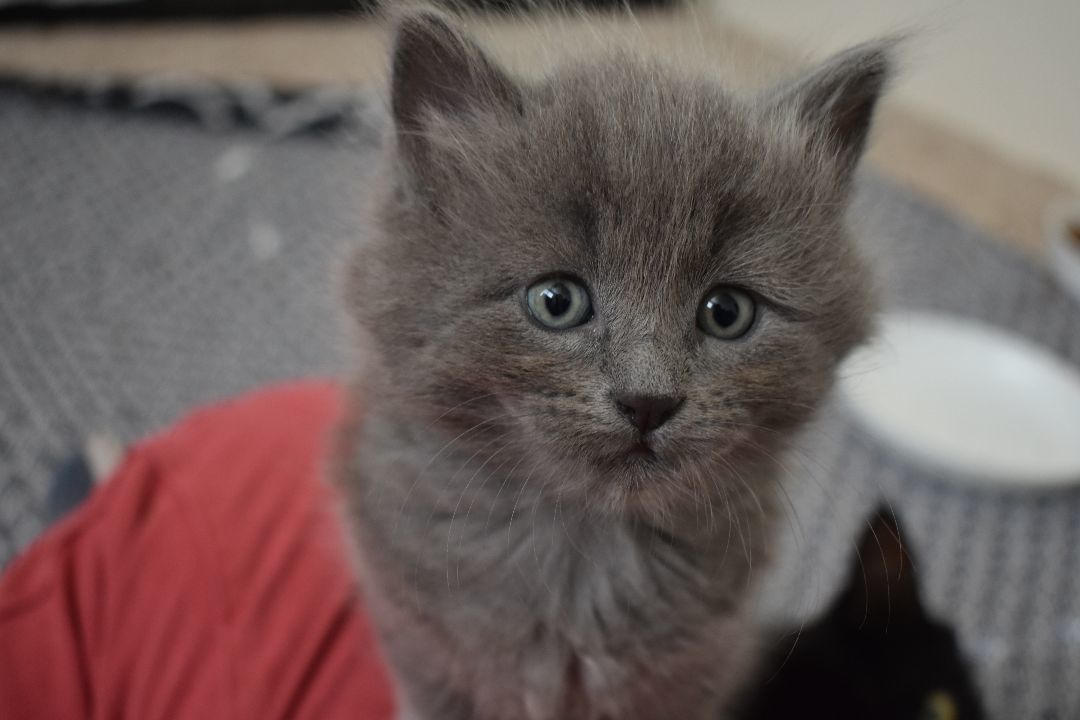 Kittens coming soon for adoption, Adopted, Kitten Female Domestic Medium Hair.