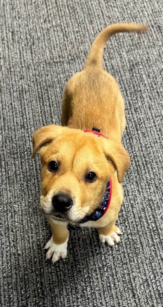 Cruz, adopted, Puppy Male Labrador Retriever & German Shepherd Dog.