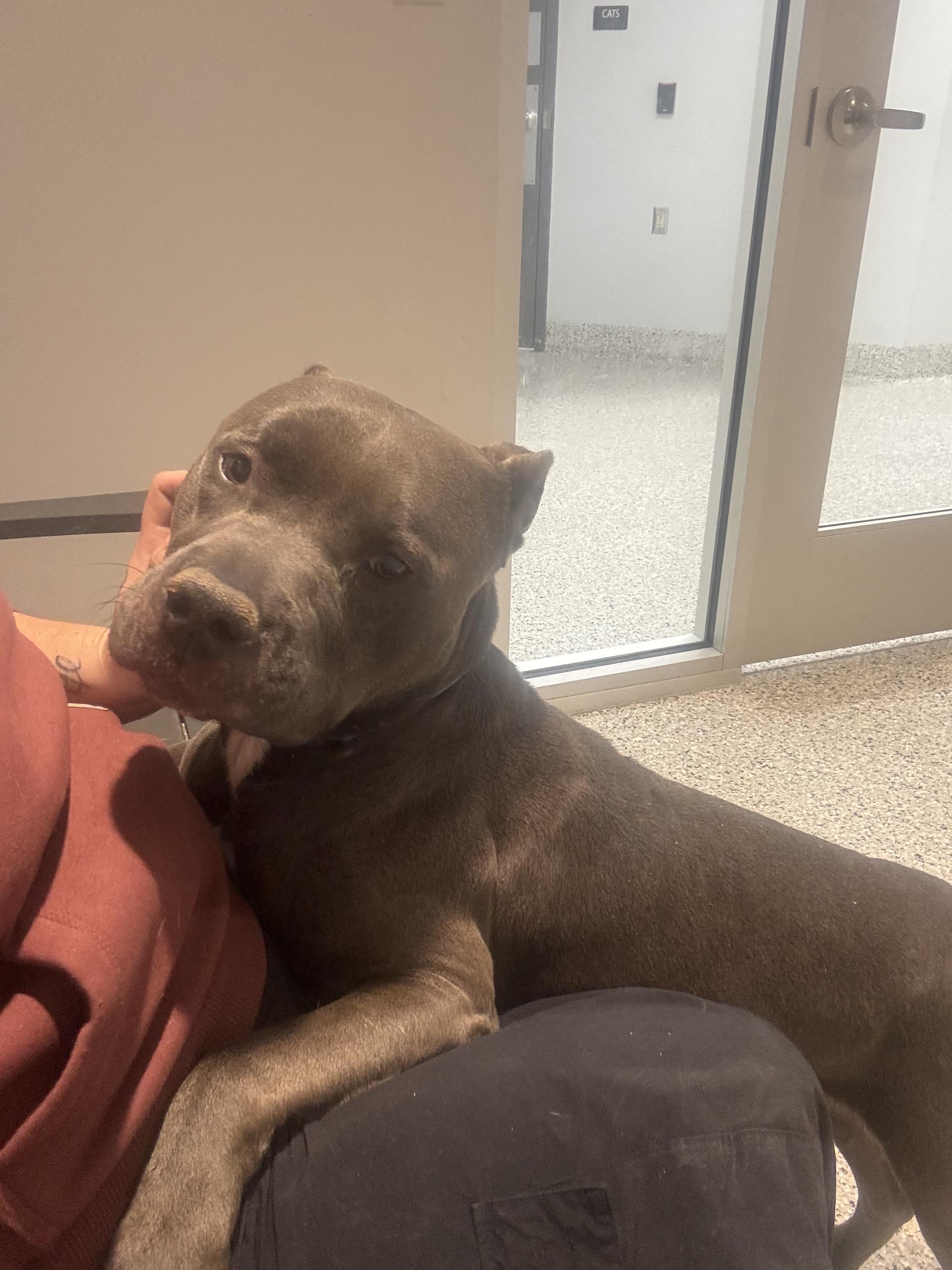 MACKAY, adopted, Adult Male Pit Bull Terrier.