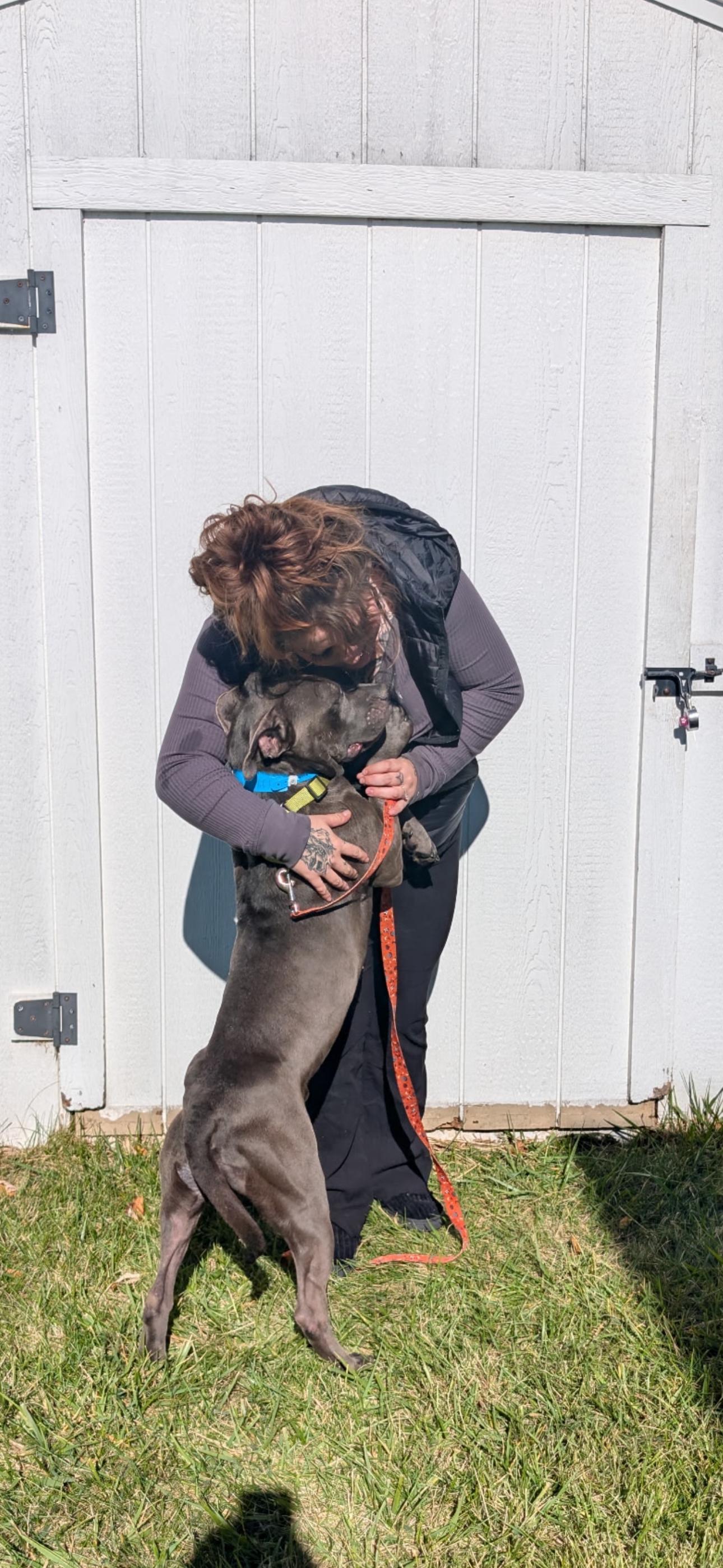 MACKAY, an adopted Pit Bull Terrier in Bloomfield Hills, MI image 2/3