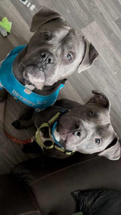 Enlarge MACKAY, an adopted Pit Bull Terrier in Bloomfield Hills, MI video 3/3