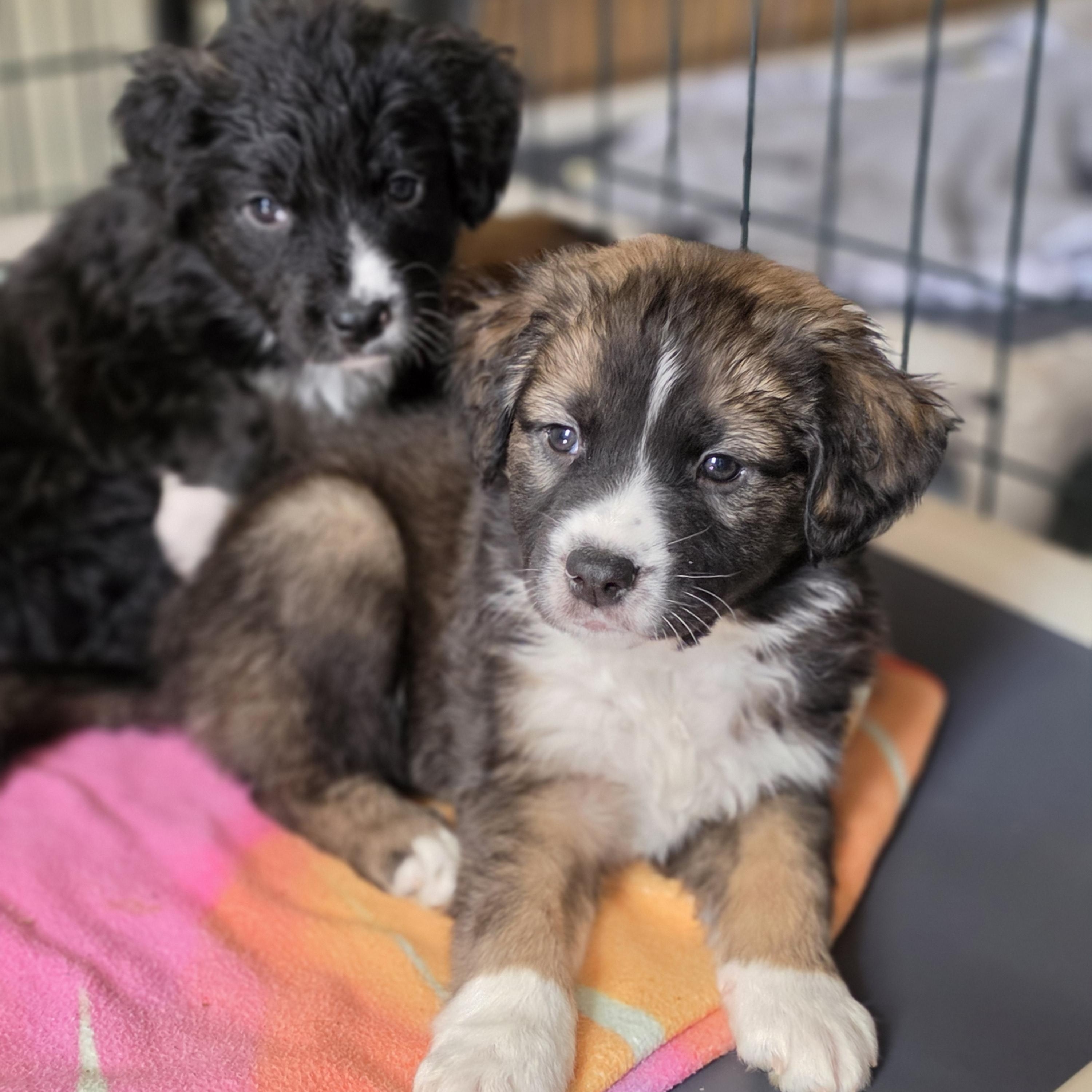 Enlarge Zeus, a Adoptable mixed breed in Blairstown, NJ image 3/5