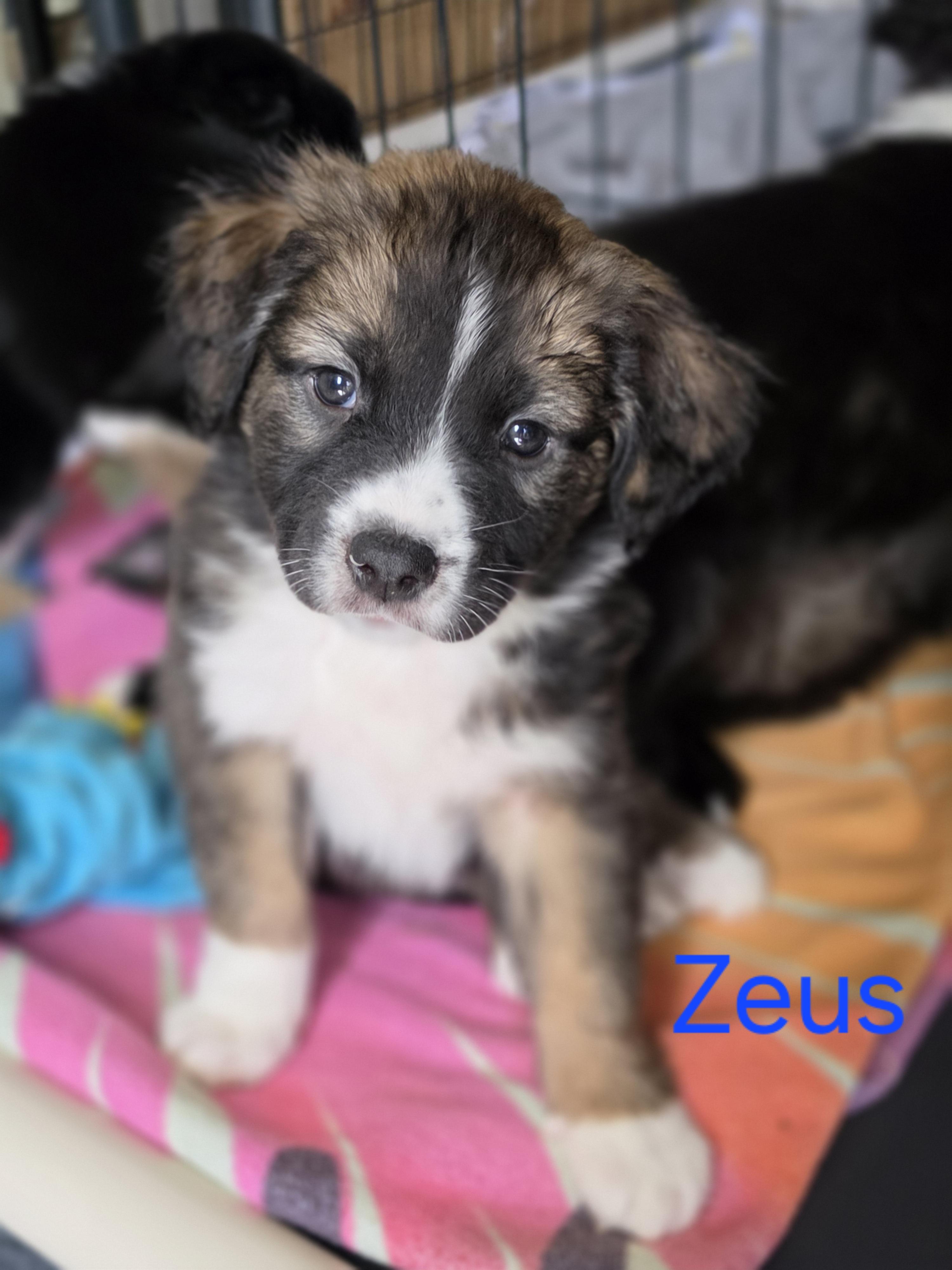 Enlarge Zeus, a Adoptable mixed breed in Blairstown, NJ image 5/5