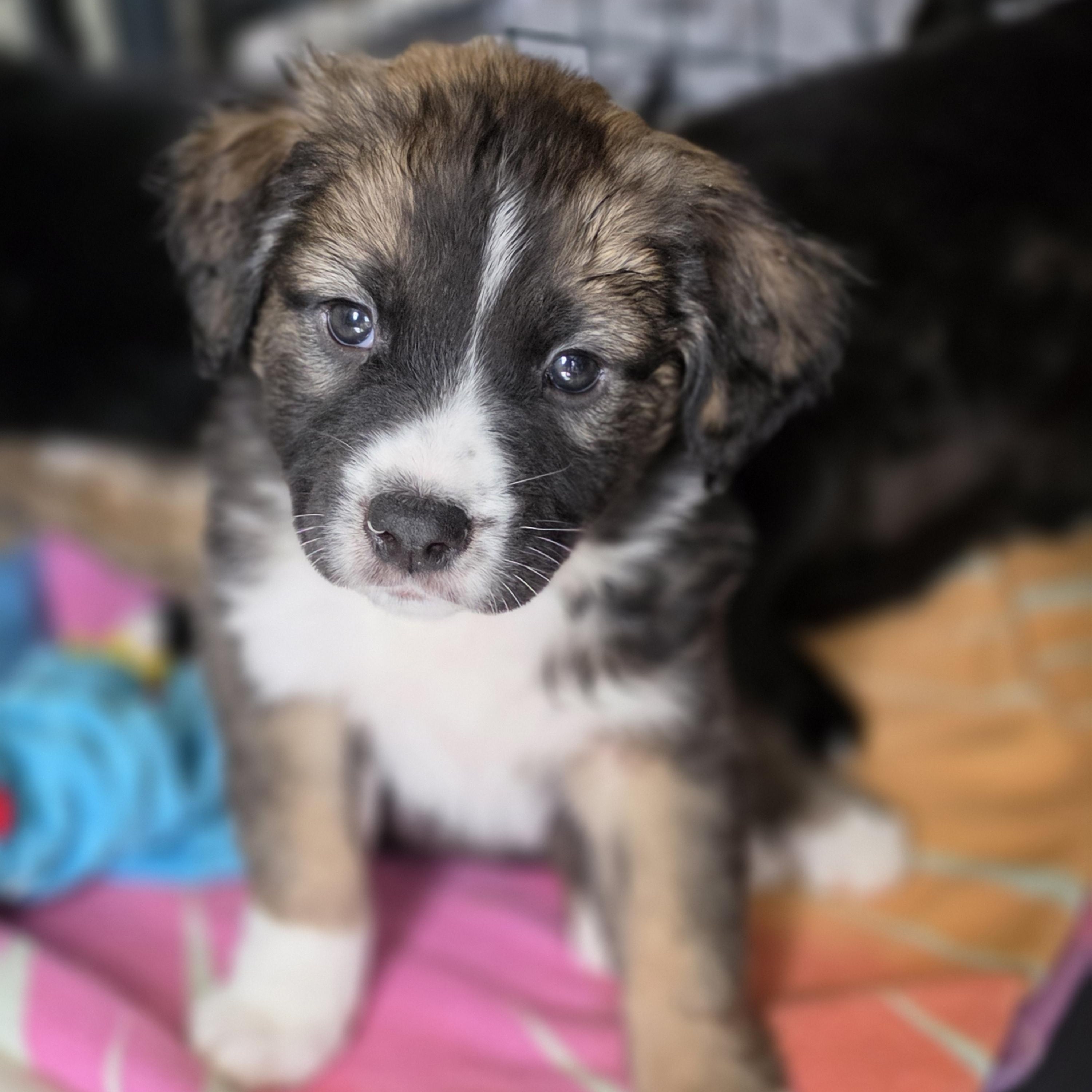 Enlarge Zeus, a Adoptable mixed breed in Blairstown, NJ image 4/5