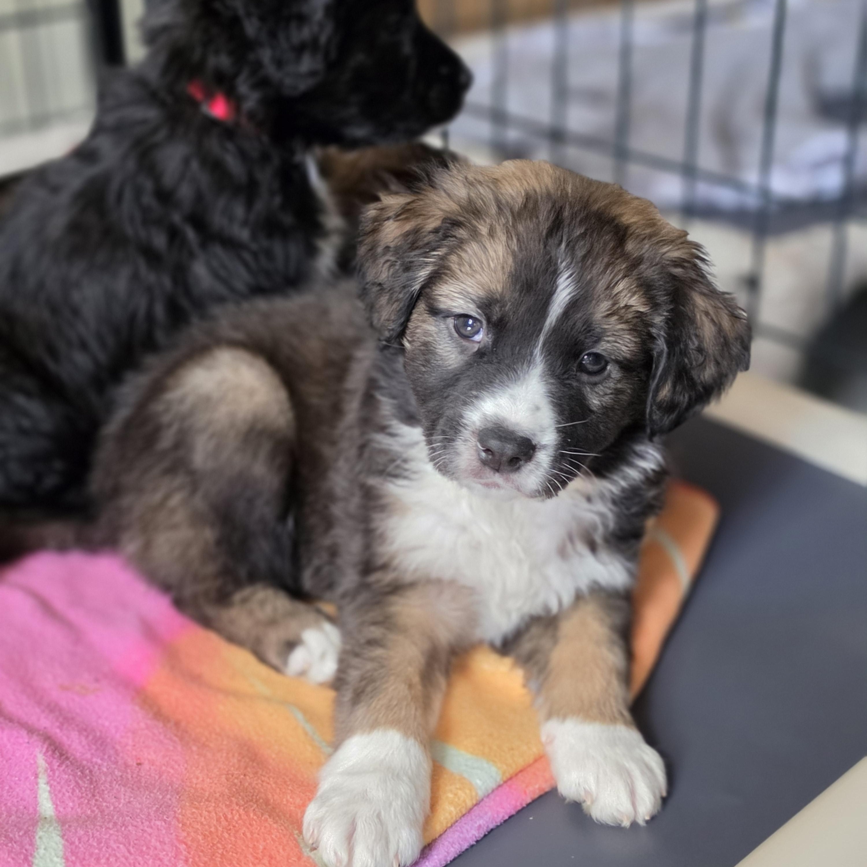 Enlarge Zeus, a Adoptable mixed breed in Blairstown, NJ image 1/5