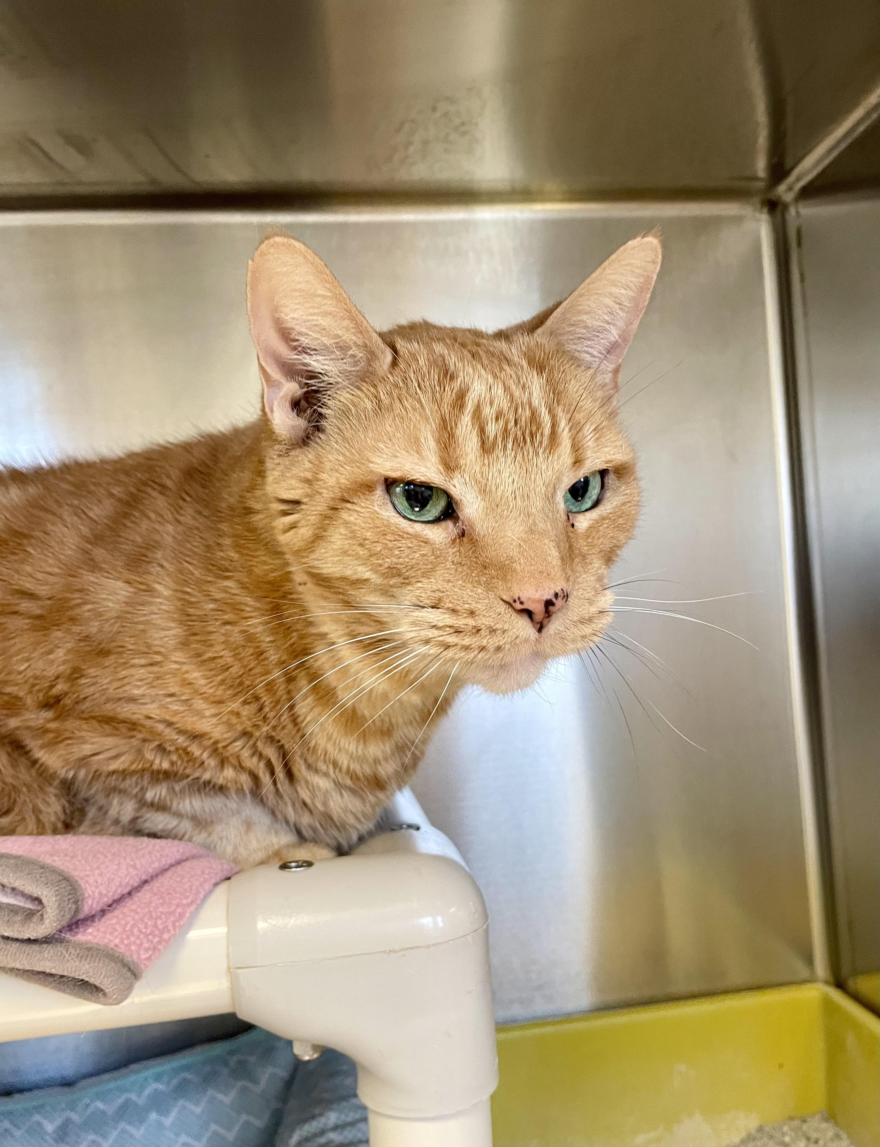Quinton, a ADOPTABLE mixed breed in Everett, ON image 3/5