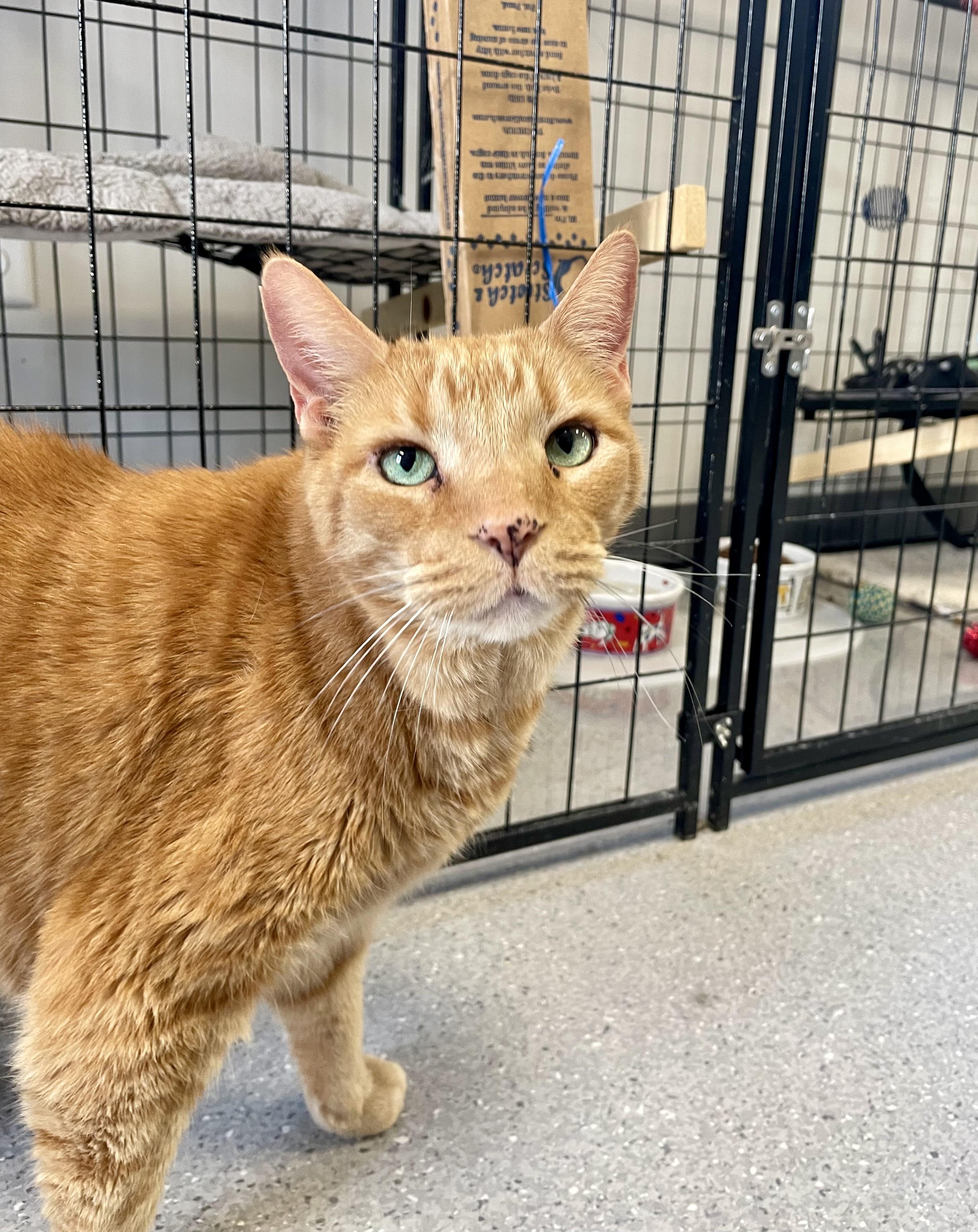 Quinton, ADOPTABLE, Adult Male Abyssinian & Domestic Short Hair.