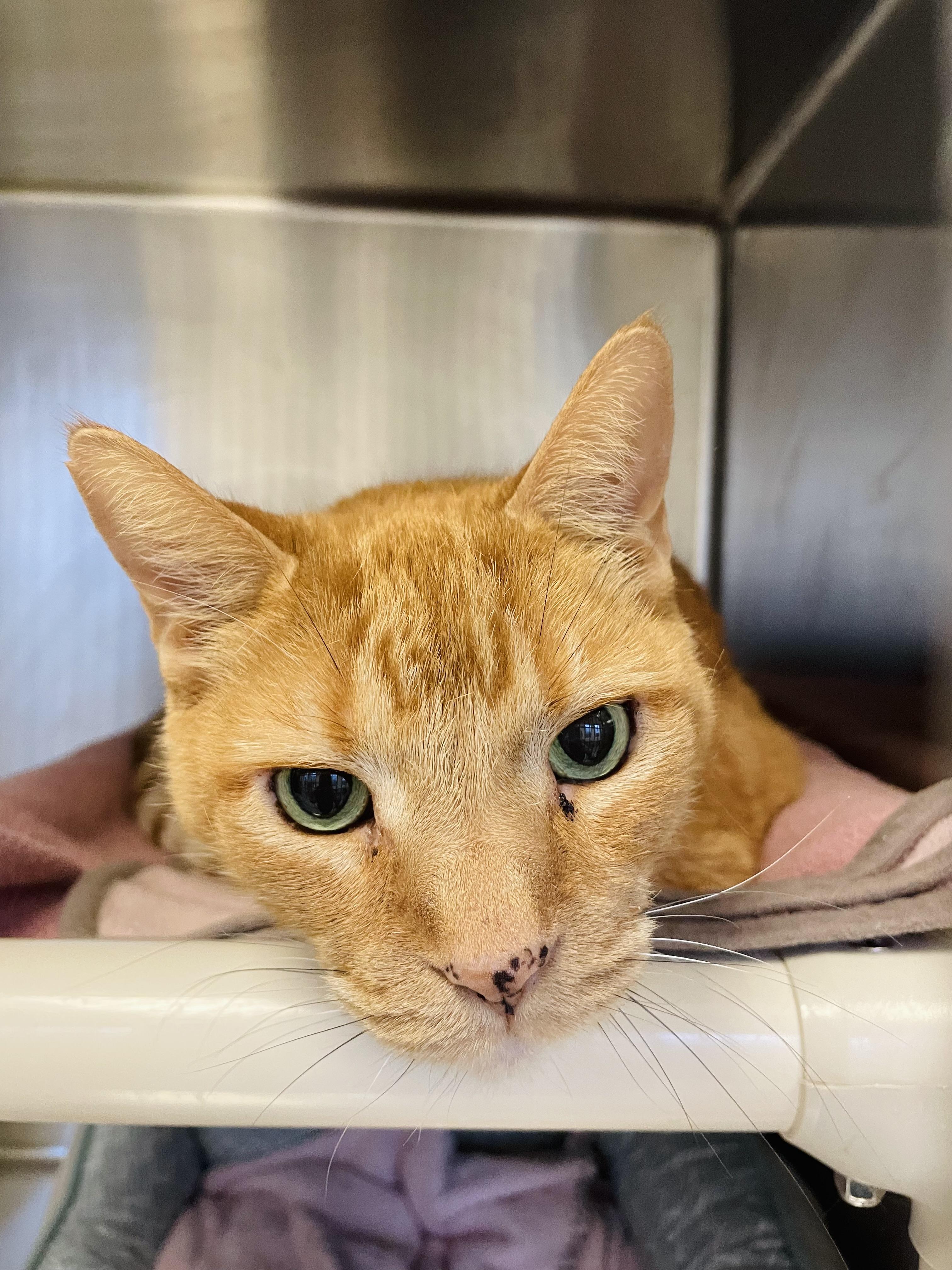 Quinton, a ADOPTABLE mixed breed in Everett, ON image 5/5