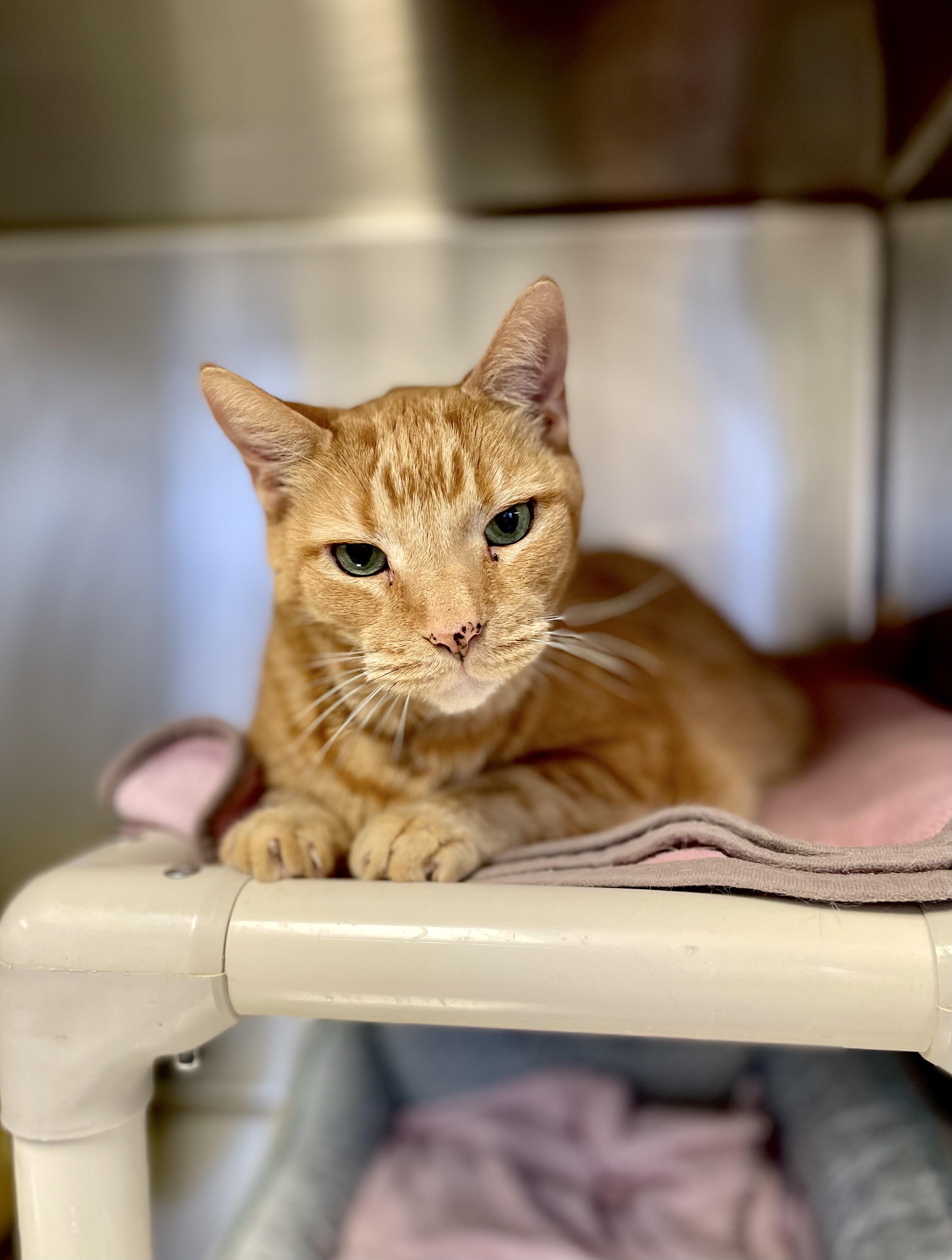 Quinton, a ADOPTABLE mixed breed in Everett, ON image 2/5
