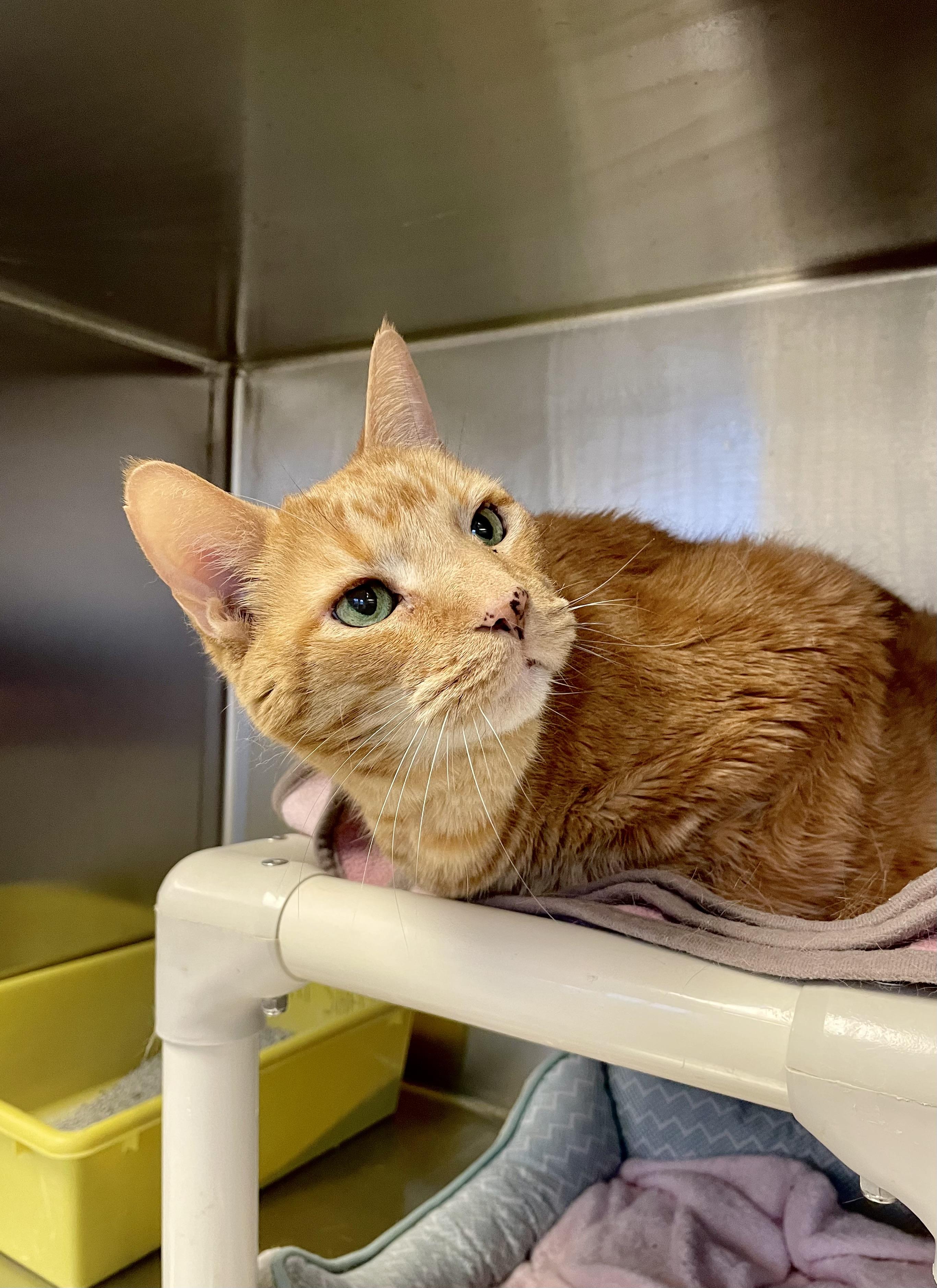 Quinton, a ADOPTABLE mixed breed in Everett, ON image 4/5