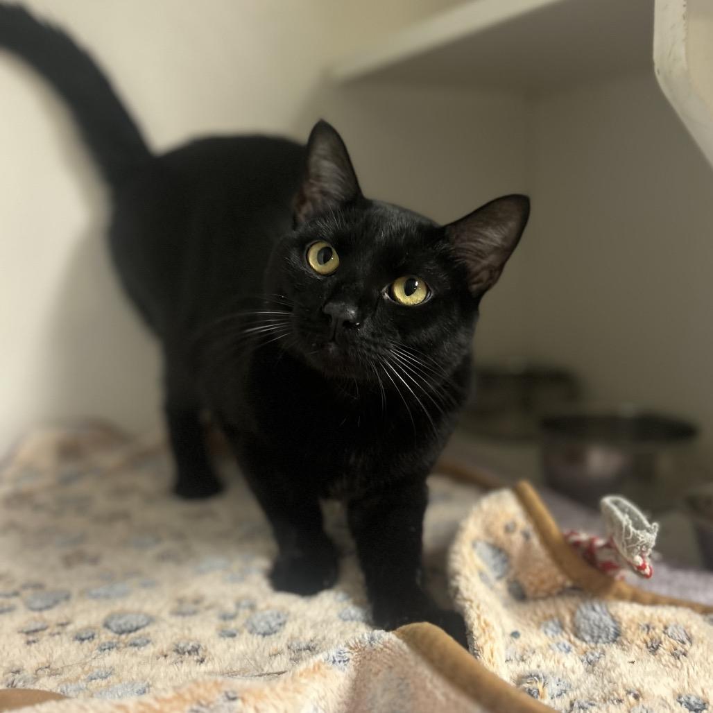Beeker, a Adoptable Domestic Short Hair in Troy, IL image 1/2