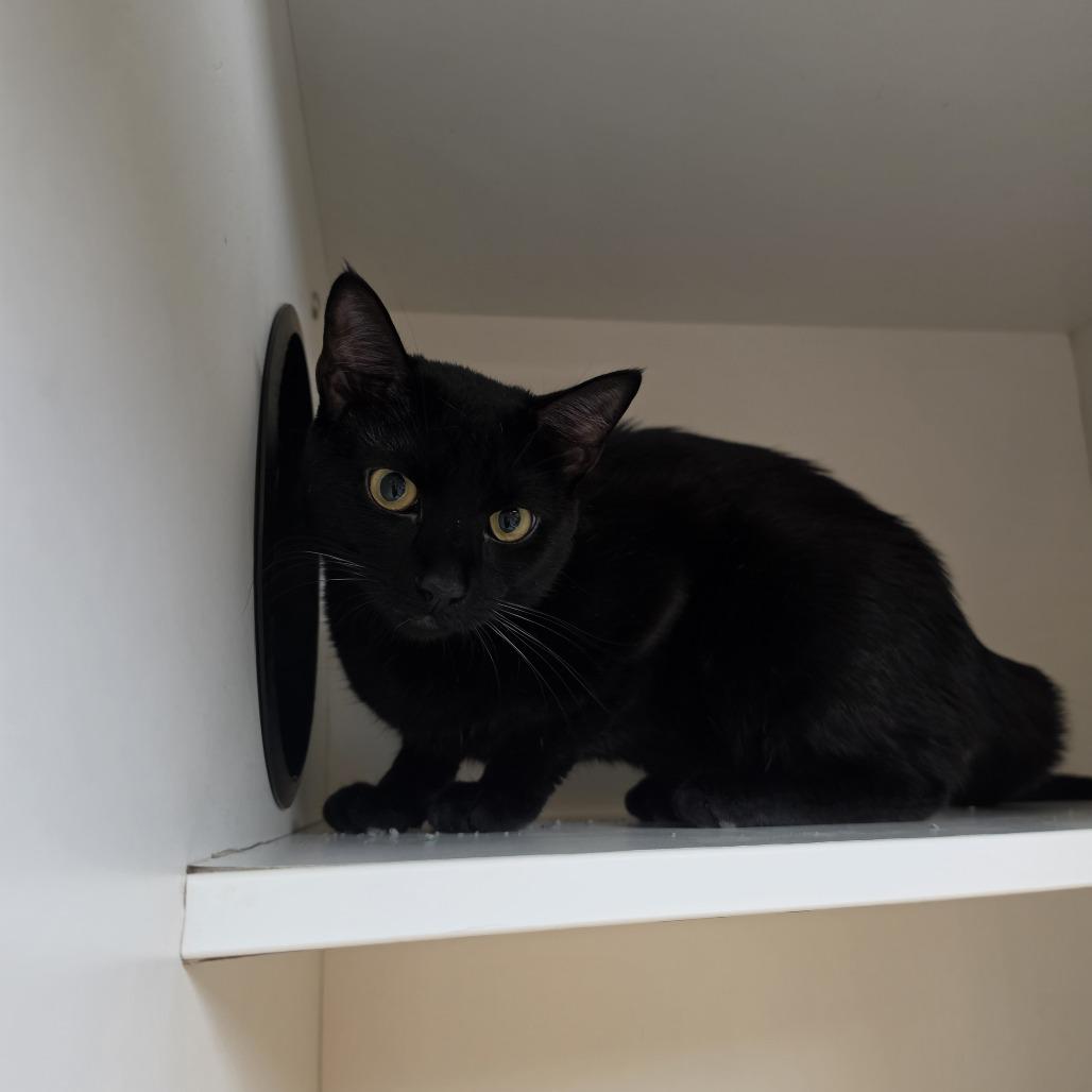 Beeker, a Adoptable Domestic Short Hair in Troy, IL image 2/2