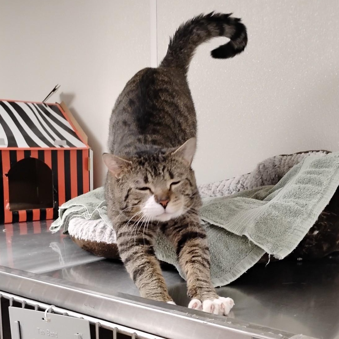 Enlarge Mocha, a ADOPTABLE Domestic Short Hair in Dillsburg, PA image 5/6