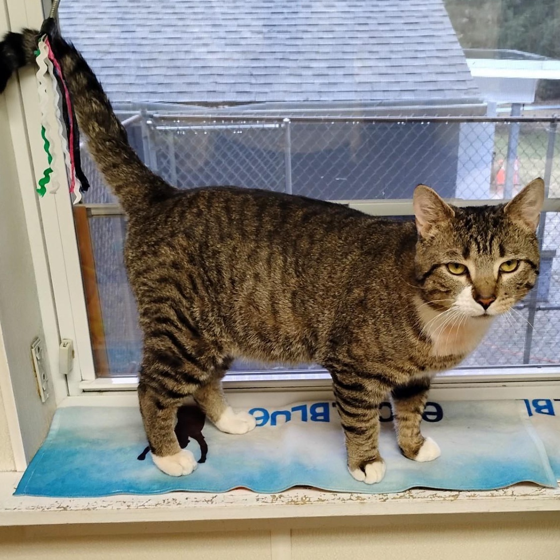 Enlarge Mocha, a ADOPTABLE Domestic Short Hair in Dillsburg, PA image 1/6