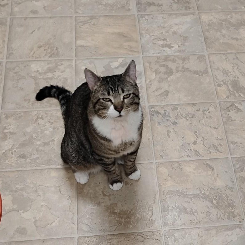 Enlarge Mocha, a ADOPTABLE Domestic Short Hair in Dillsburg, PA image 2/6