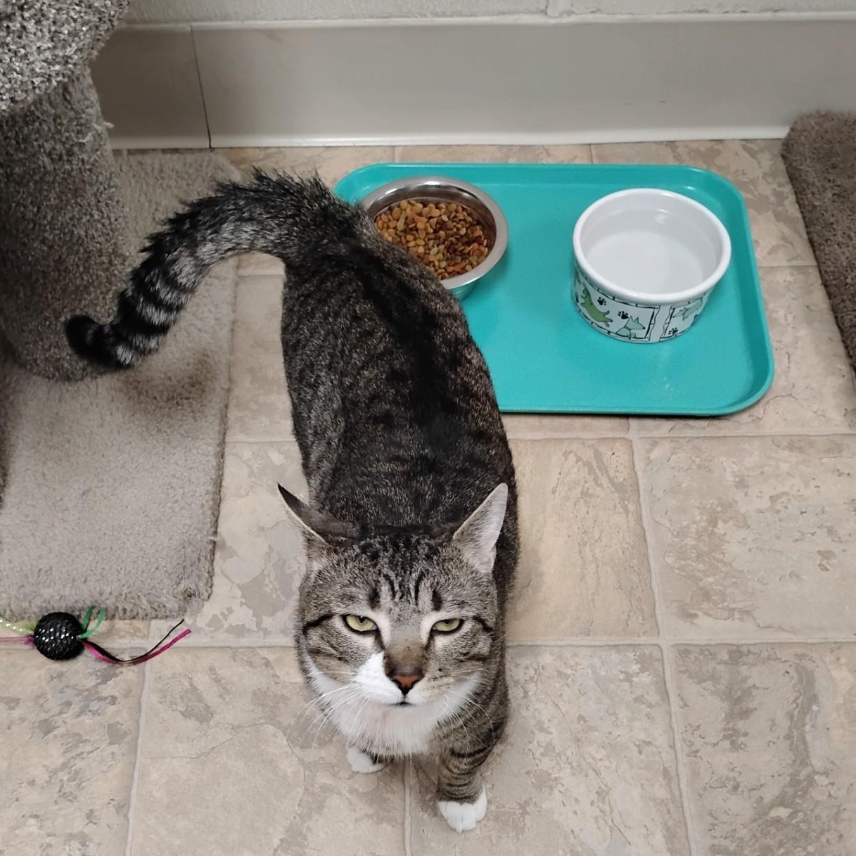 Enlarge Mocha, a ADOPTABLE Domestic Short Hair in Dillsburg, PA image 6/6