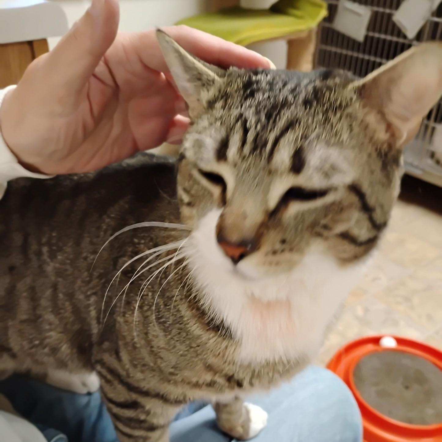 Enlarge Mocha, a ADOPTABLE Domestic Short Hair in Dillsburg, PA image 3/6