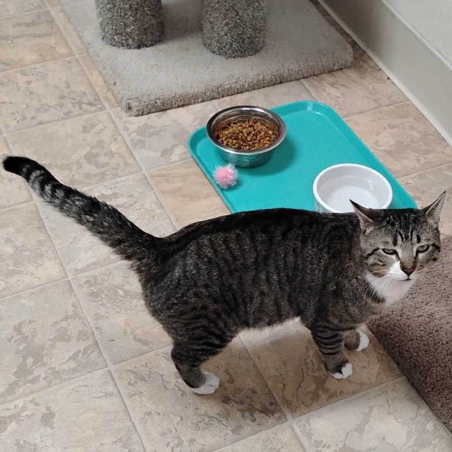 Enlarge Mocha, a ADOPTABLE Domestic Short Hair in Dillsburg, PA image 4/6