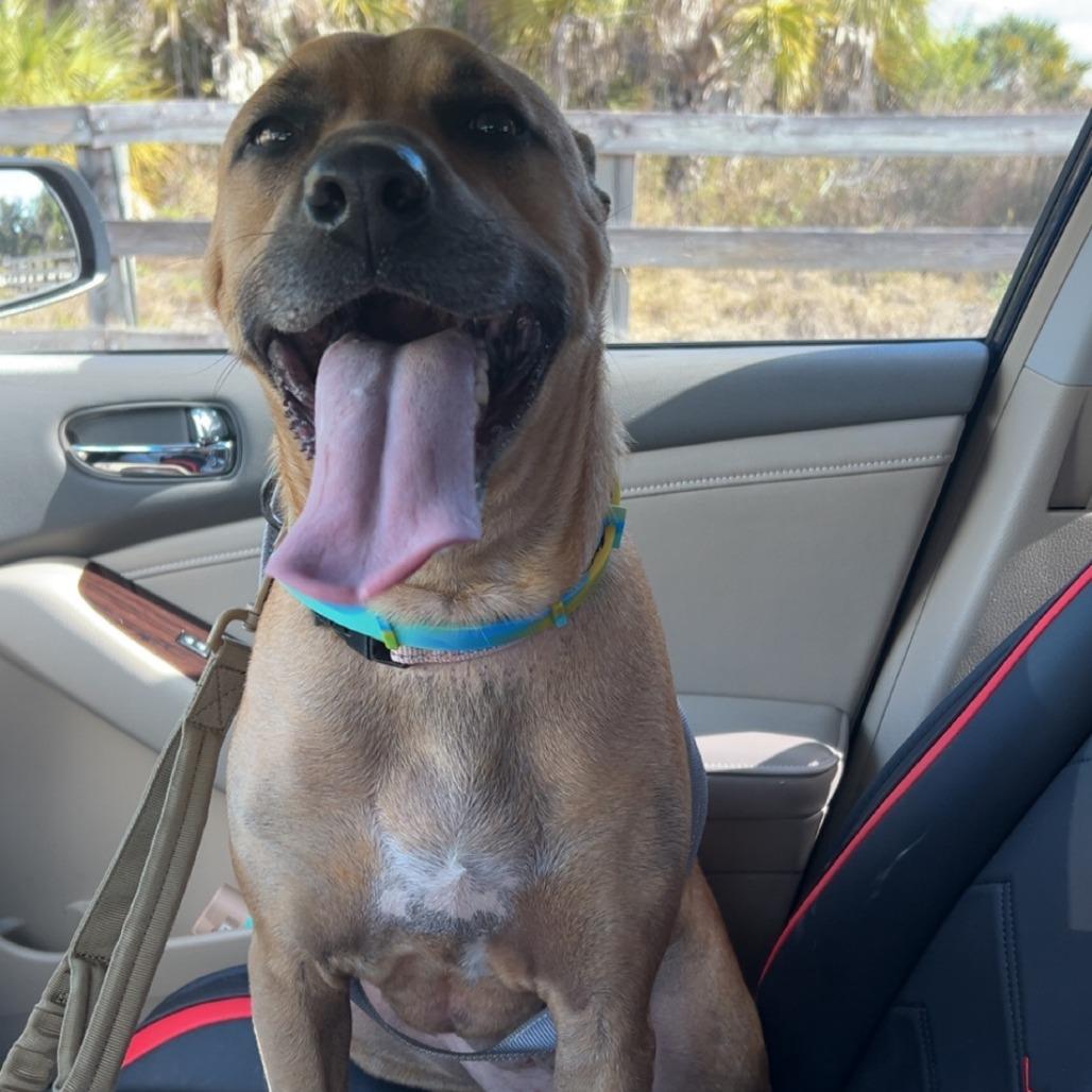 Mia, Adoptable, Adult Female Mixed Breed.