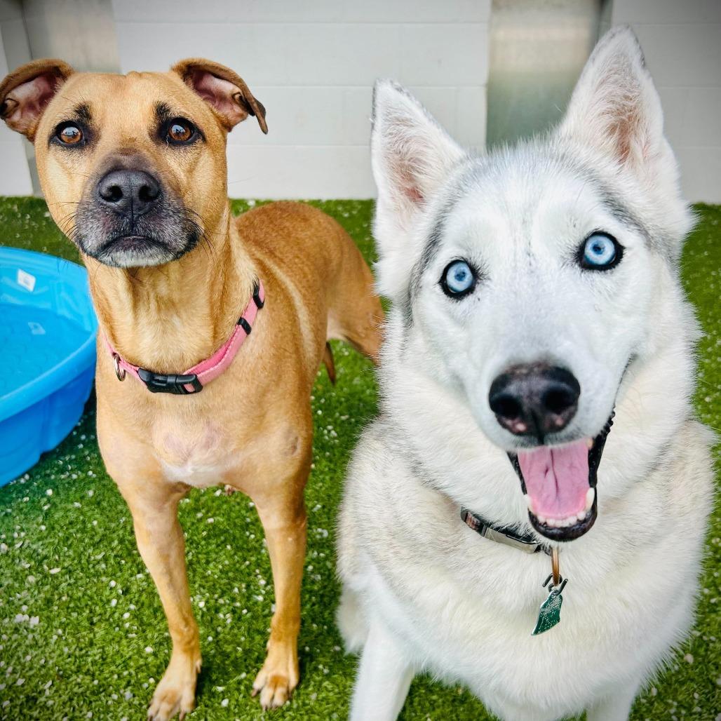 Enlarge Mia, a Adoptable mixed breed in Englewood, FL image 1/3