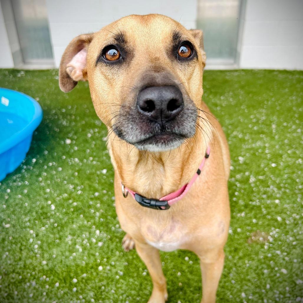 Enlarge Mia, a Adoptable mixed breed in Englewood, FL image 2/3