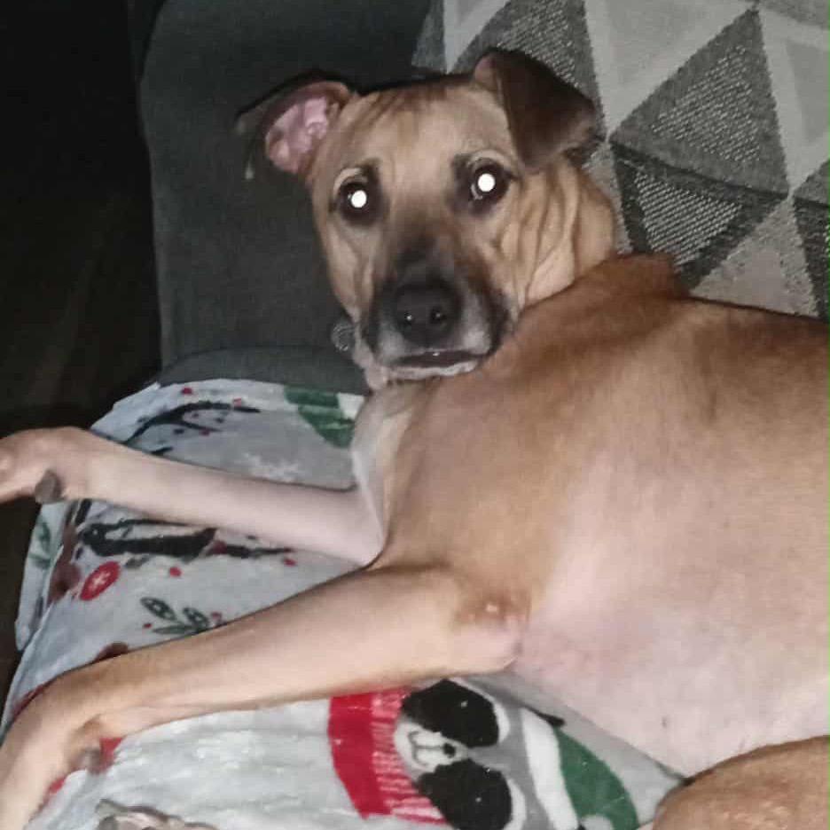 Enlarge Mia, a Adoptable mixed breed in Englewood, FL image 3/3