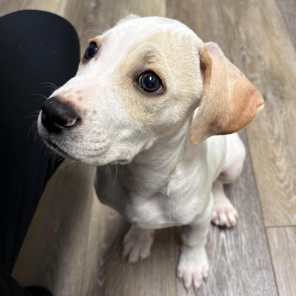 Enlarge Gusty Gavin, a Adoptable Mixed Breed in Fredericksburg, VA image 3/3
