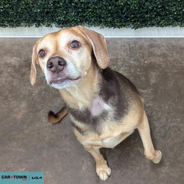 Enlarge Bella Rae, a Adoptable mixed breed in Lexington, KY image 1/2