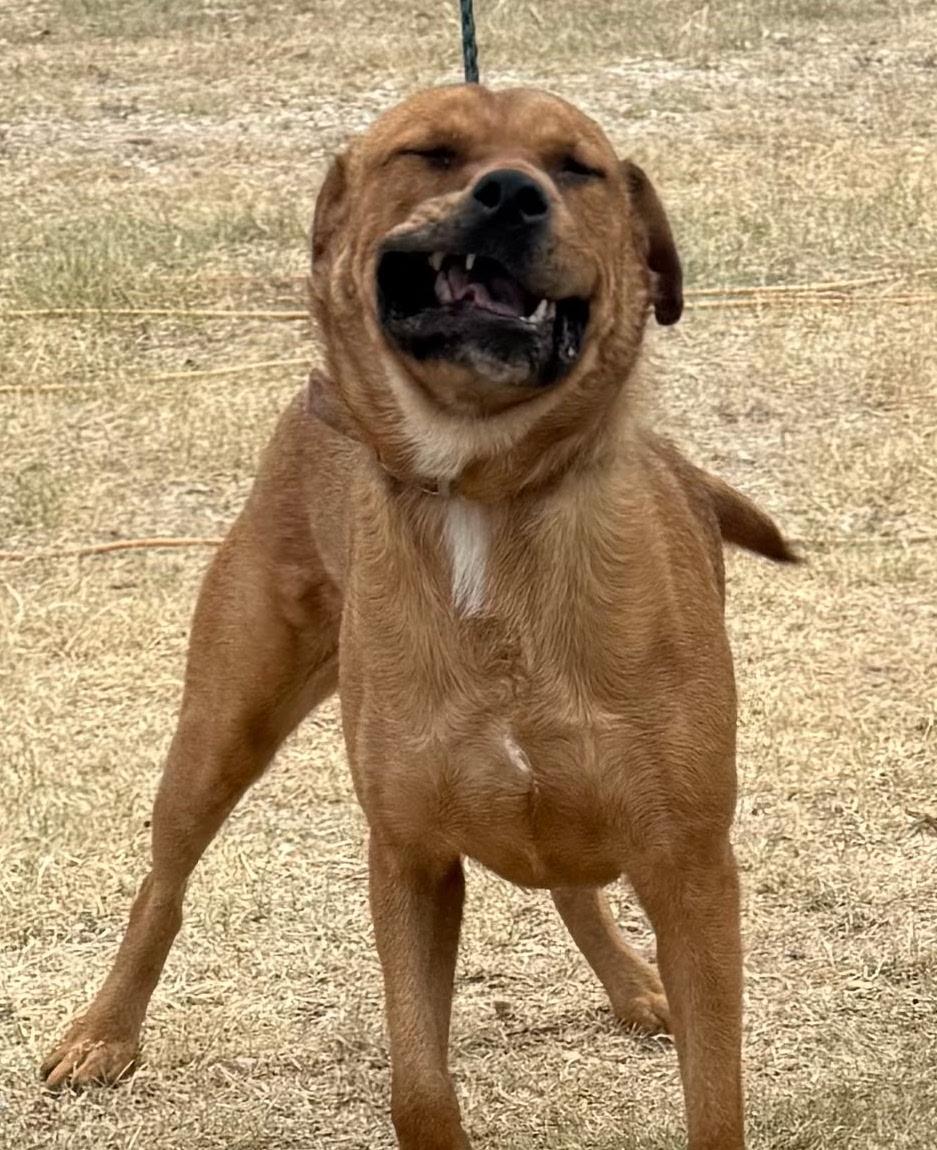 Enlarge Yogi Bear, a Adoptable mixed breed in St. Catharines, ON image 4/4