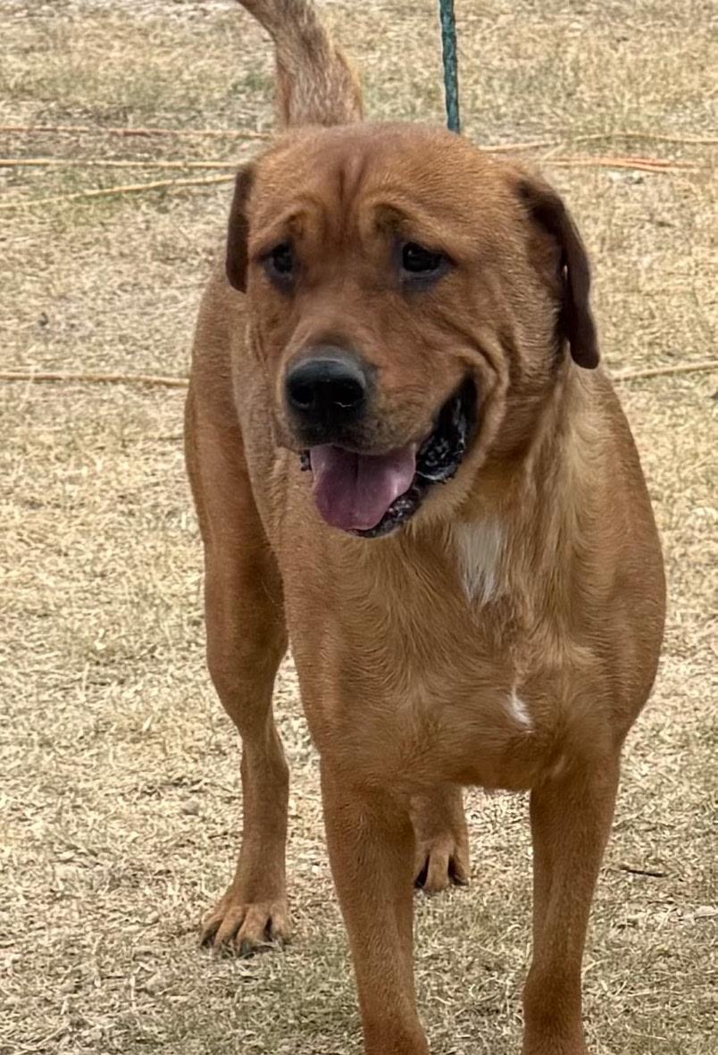 Enlarge Yogi Bear, a Adoptable mixed breed in St. Catharines, ON image 2/4