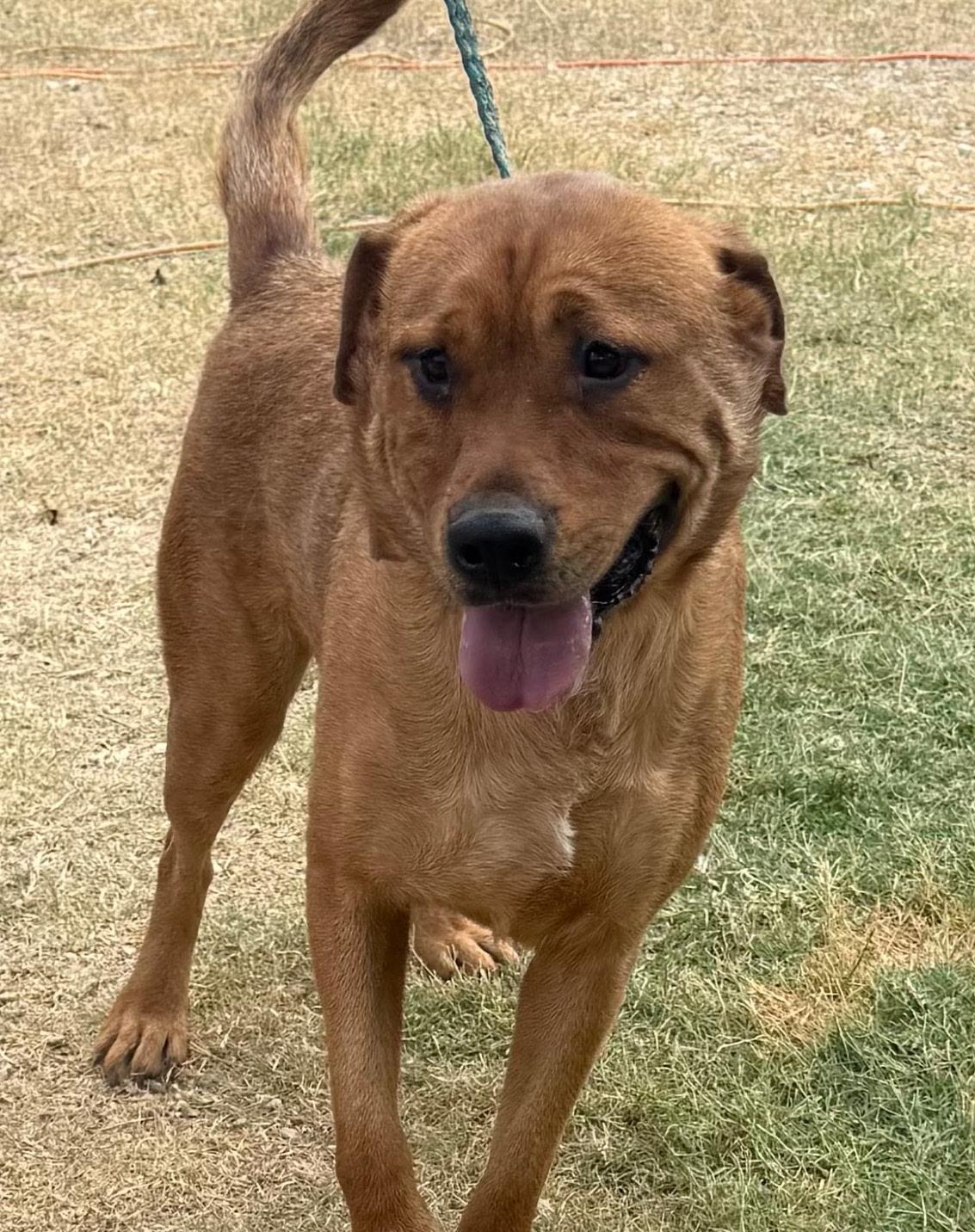 Enlarge Yogi Bear, a Adoptable mixed breed in St. Catharines, ON image 3/4