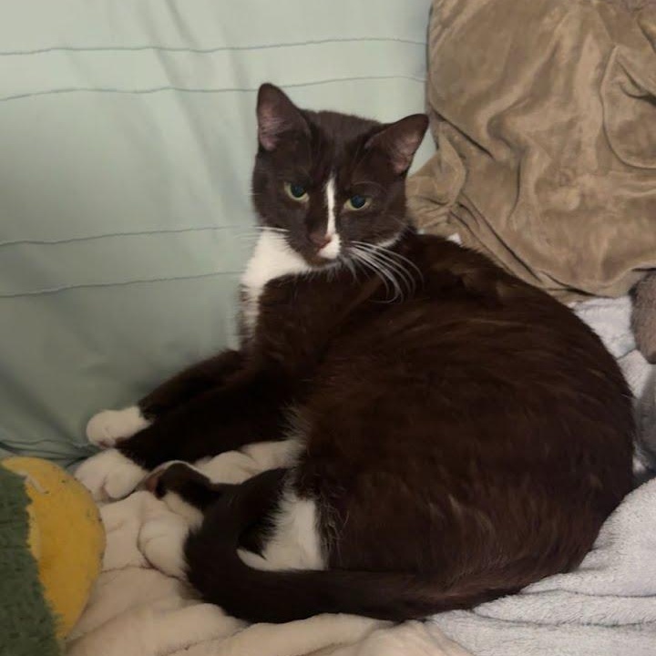 Nikita, ADOPTABLE, Adult Female Domestic Short Hair.