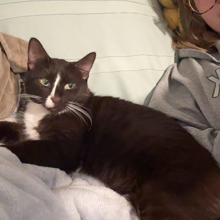 Enlarge Nikita, a ADOPTABLE Domestic Short Hair in West Lafayette, IN image 2/3