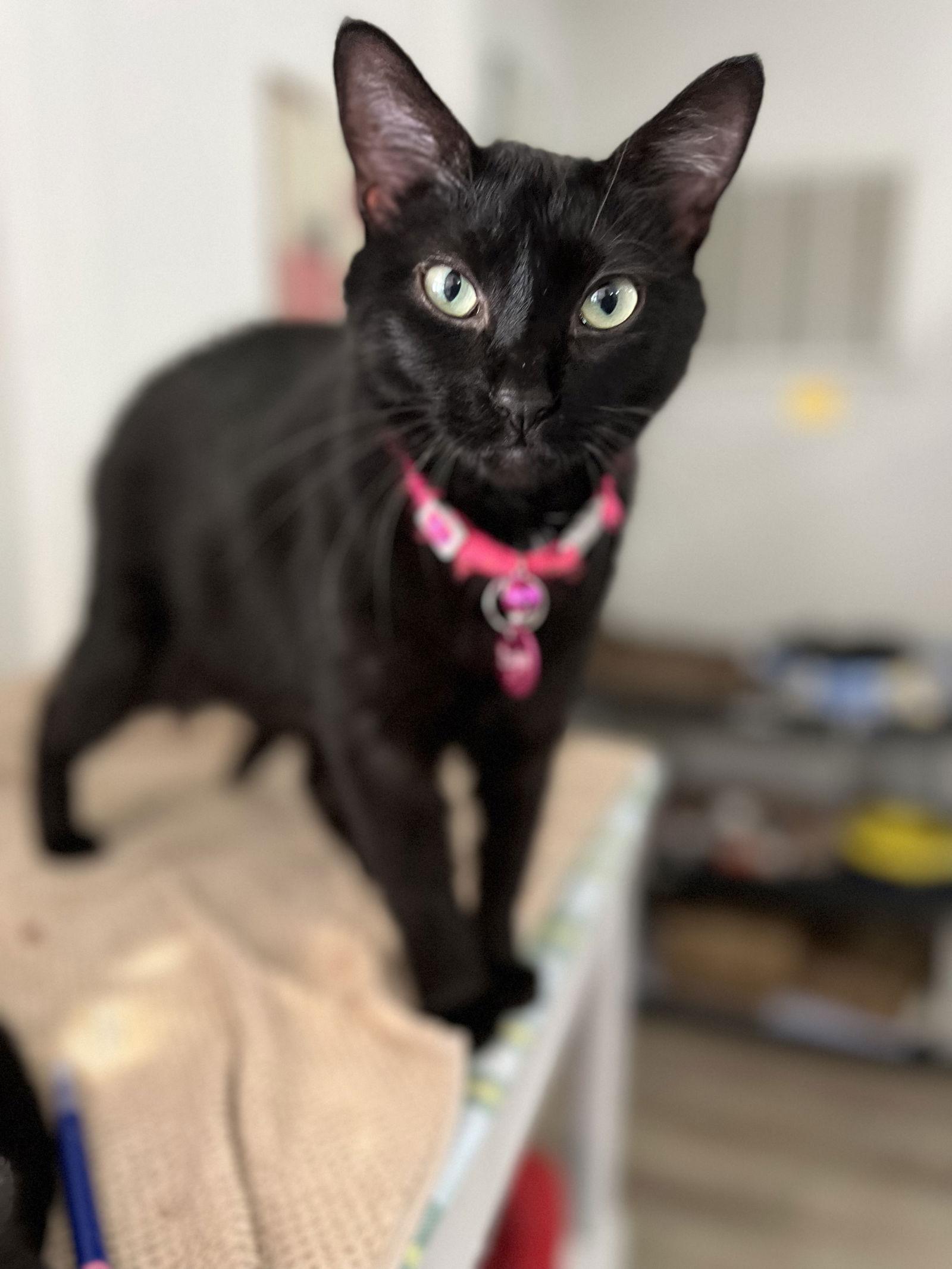 Dahlia, Adoptable, Young Female Domestic Short Hair.